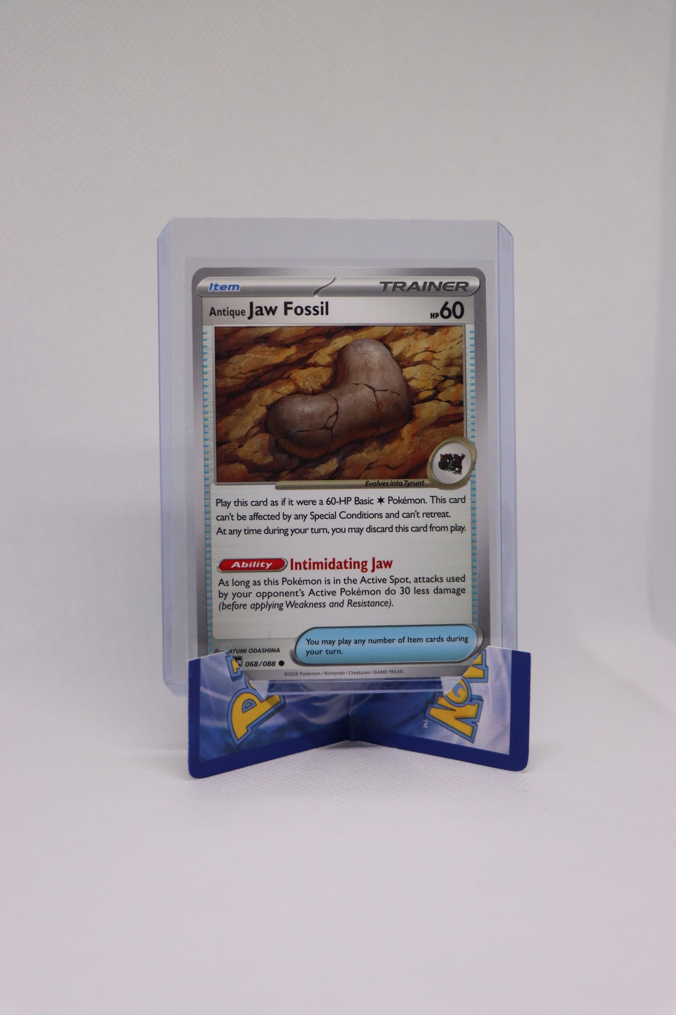 Antique Jaw Fossil 068/088 | Near Mint Condition